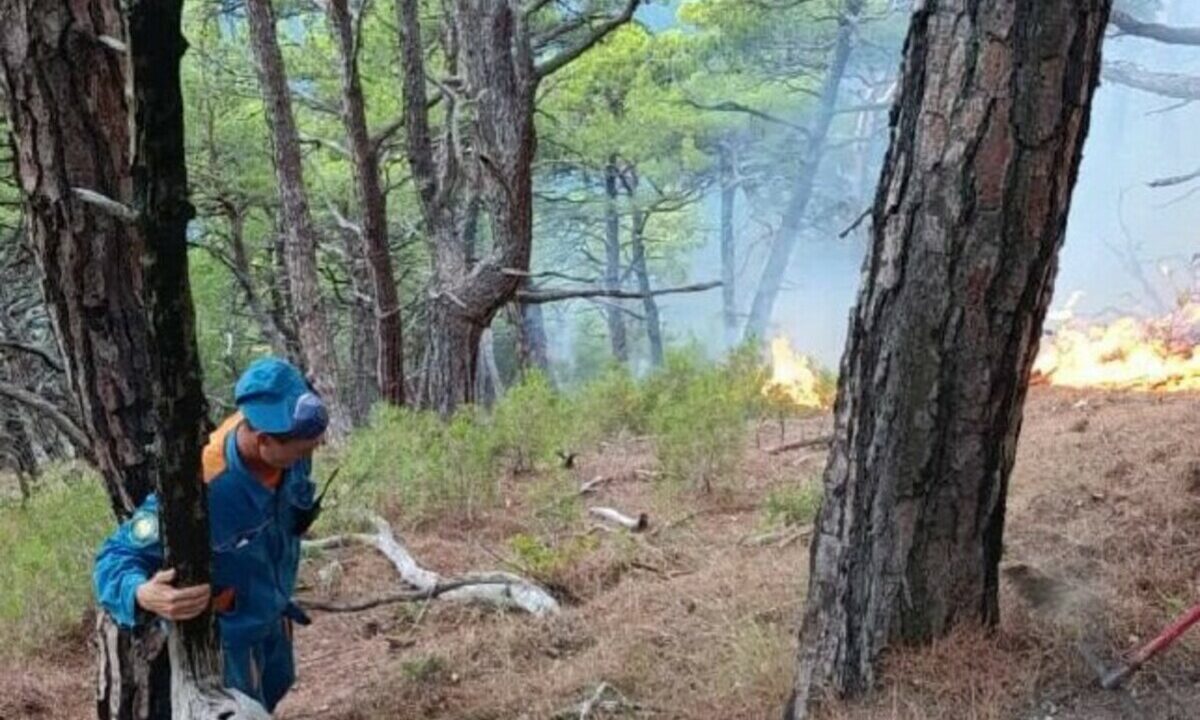 Лесной пожар в районе села Береговое под Геленджиком локализовали