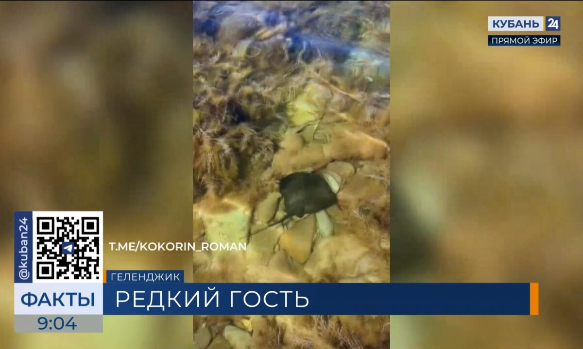 Ядовитого ската-хвостокола заметили у берегов Геленджика