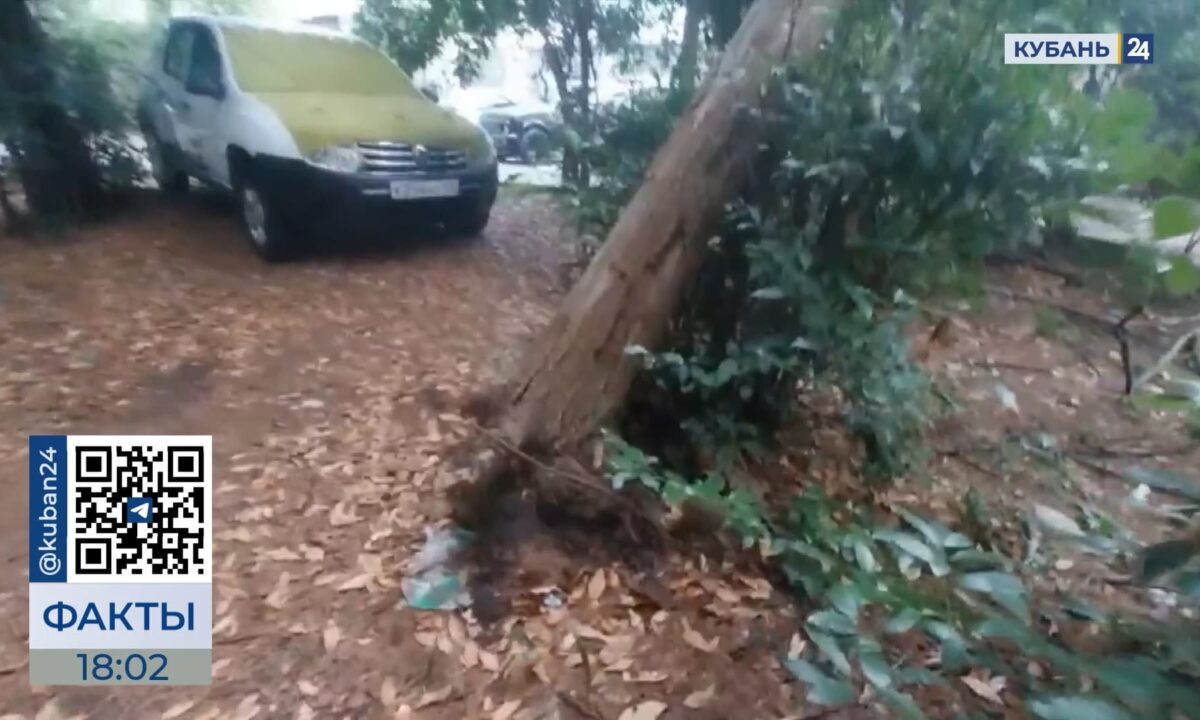 В Сочи из-за сильного ветра и дождя обрушилось дерево