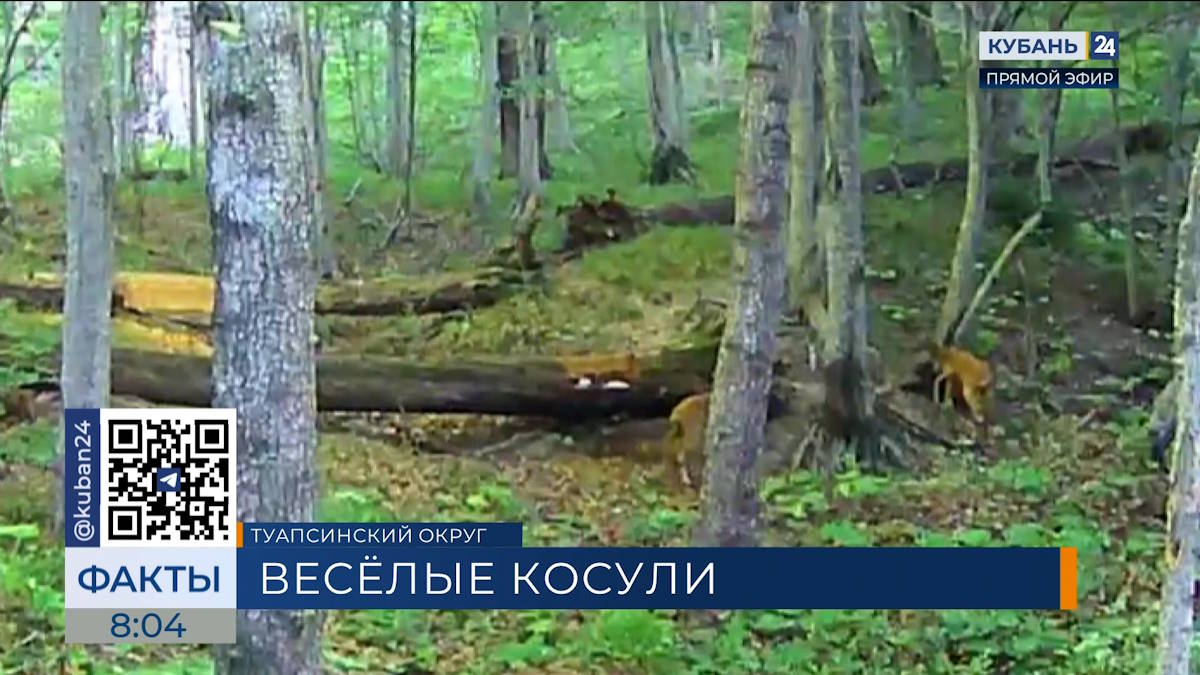 Фотоловушка запечатлела резвящихся косуль в заказнике под Туапсе