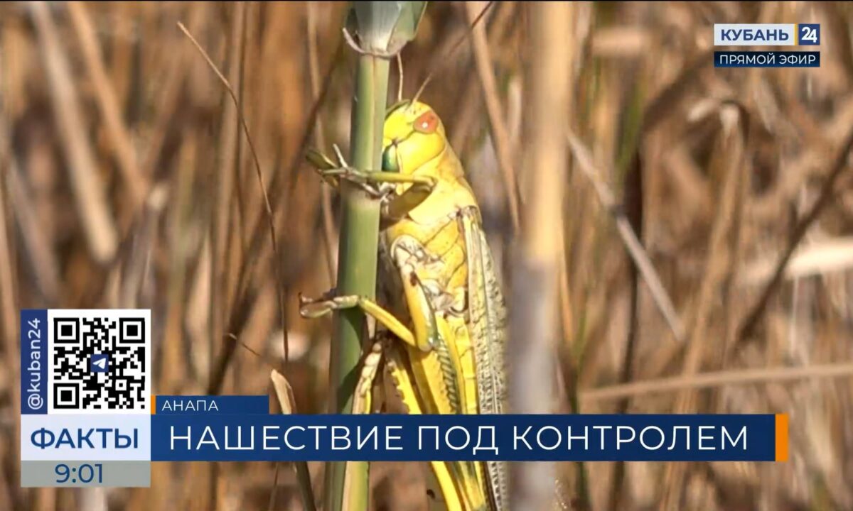 В Анапе провели мониторинг территории, где очевидцы заметили нашествие саранчи