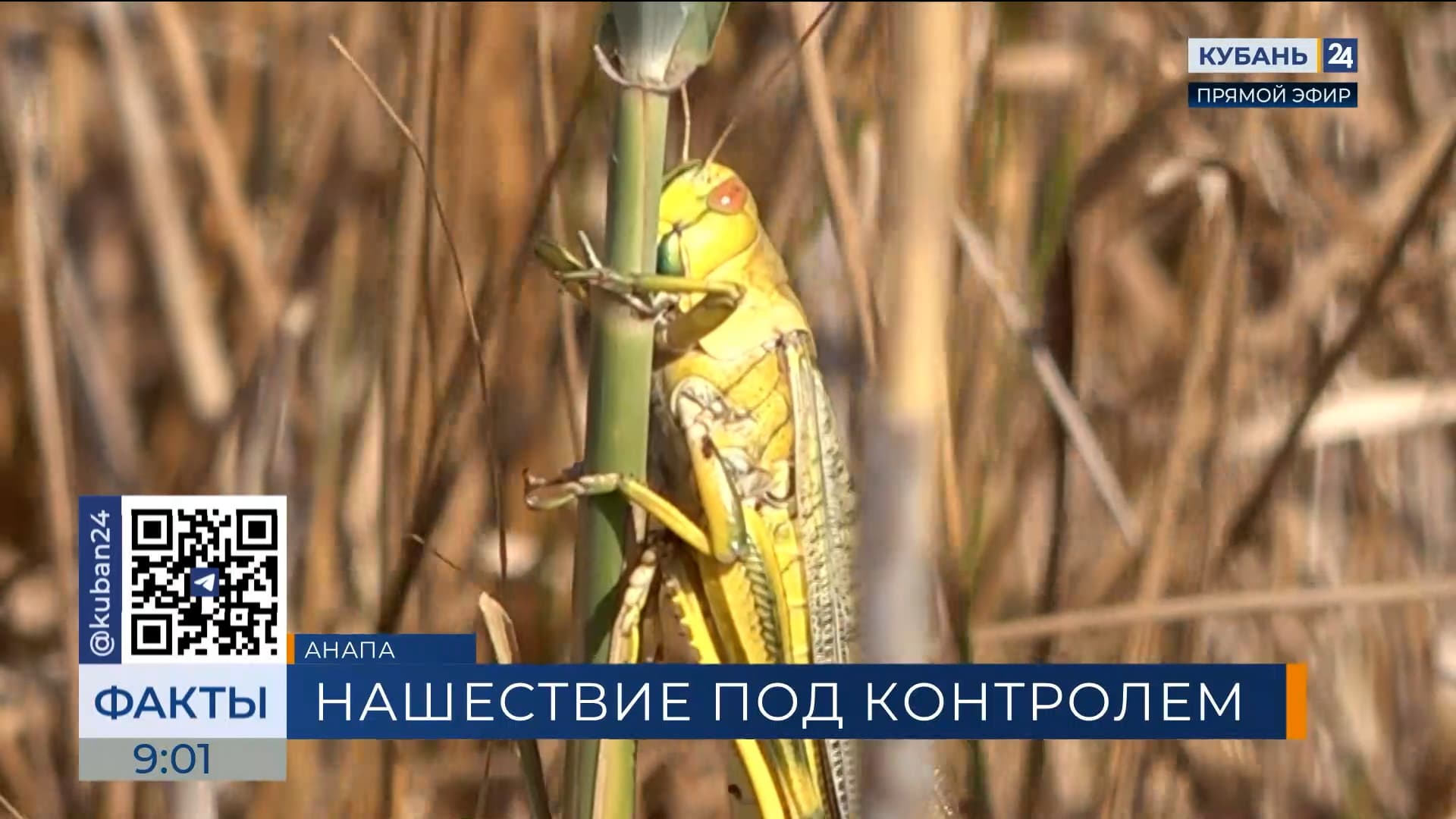 В Анапе провели мониторинг территории, где очевидцы заметили нашествие саранчи