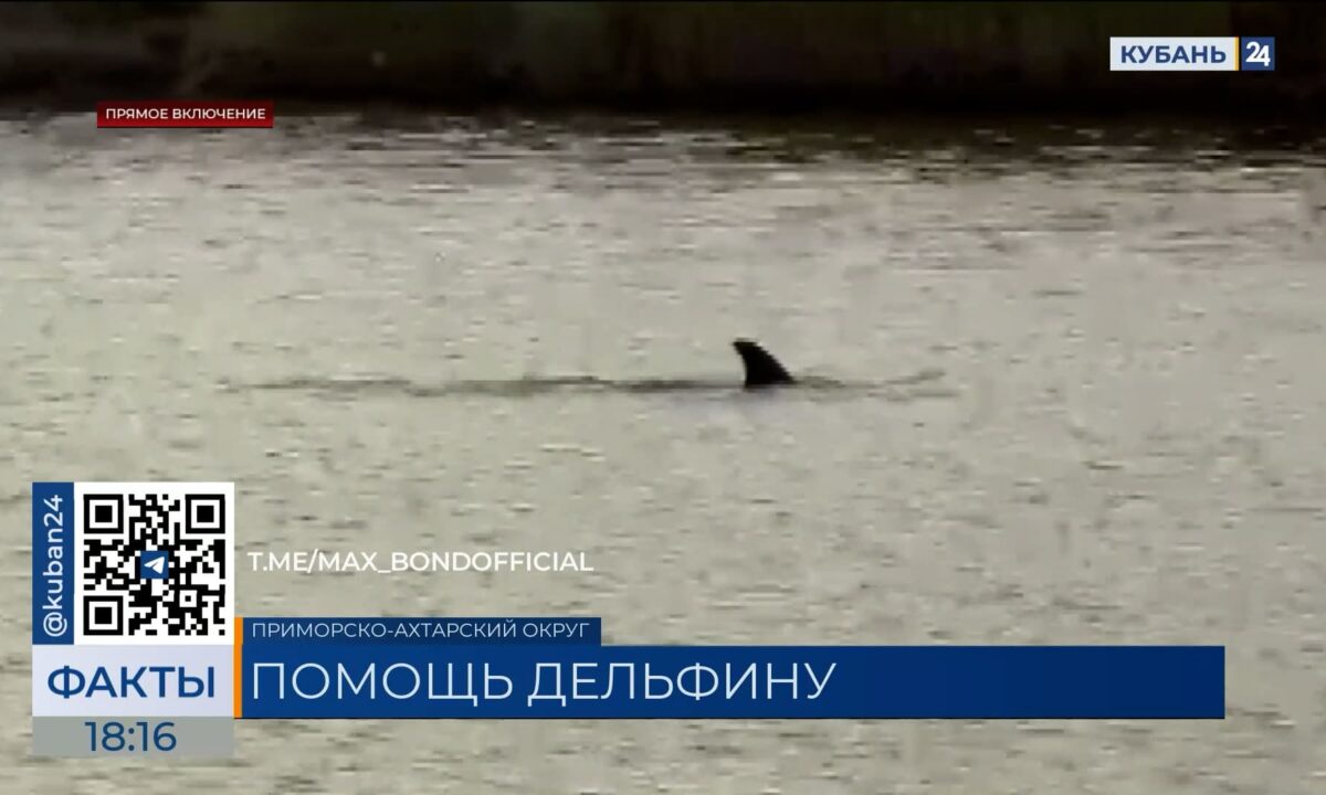 Ученые обследовали заплывшего в Азовский лиман дельфина