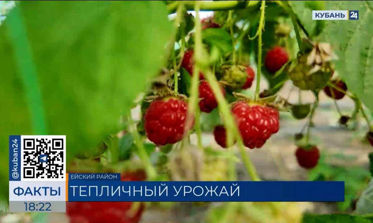В Краснодарском крае в этом году собрали более 80 тонн малины и голубики
