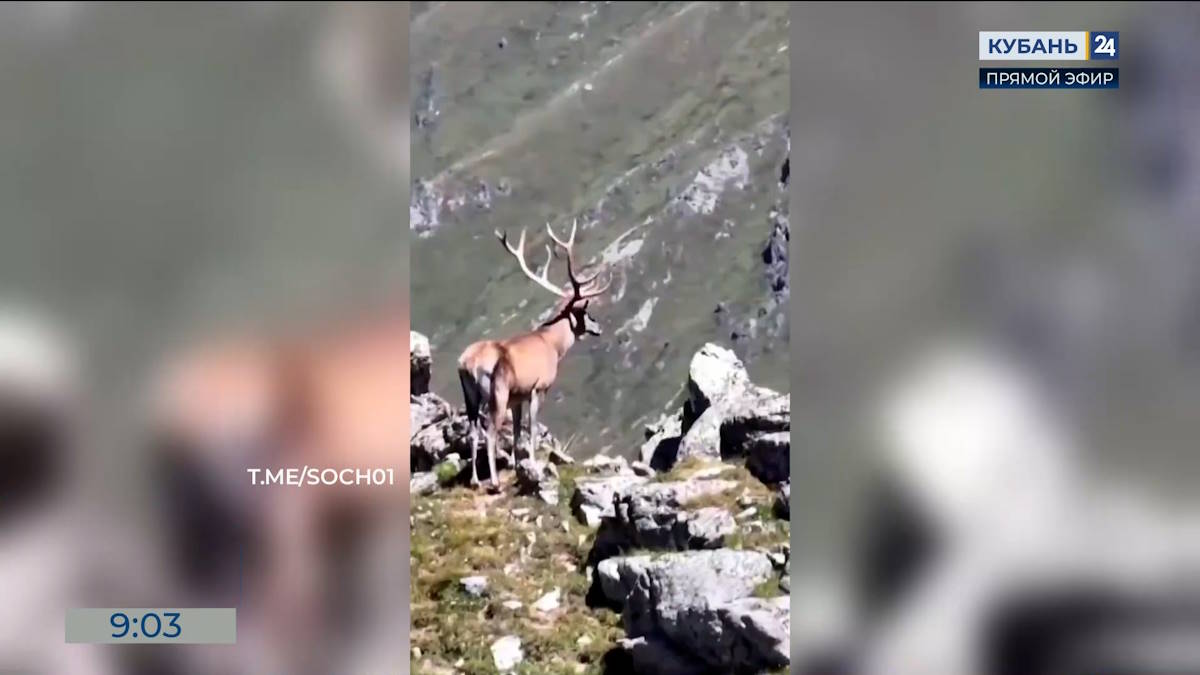 Кавказского благородного оленя засняли на камеру в горах Сочи