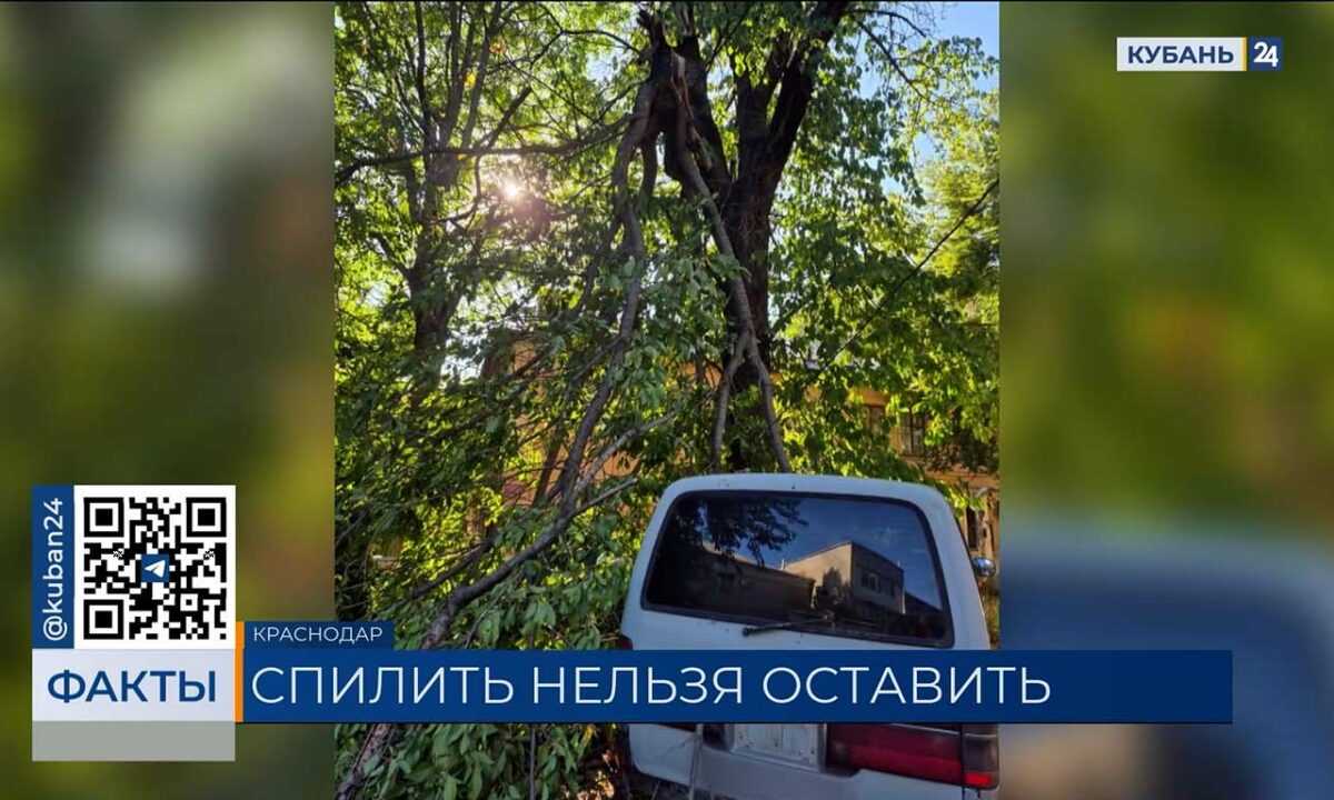 Жители домов на улице Передовой в Краснодаре пожаловались на аварийные деревья