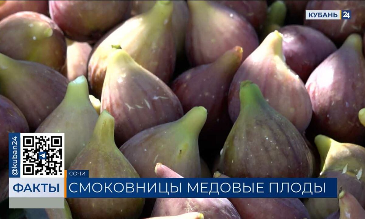 В Сочи фермеры собрали уже две тонны инжира