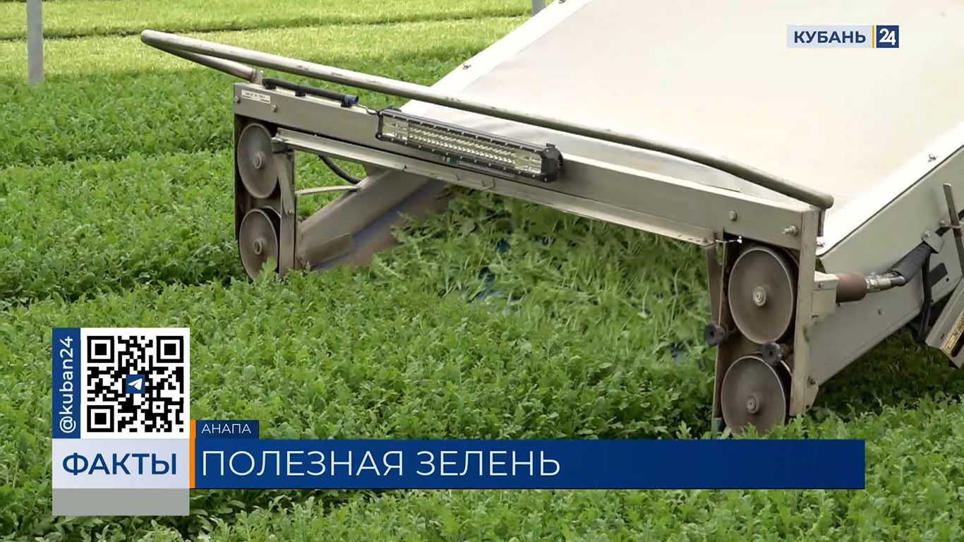 Фермеры в Анапе планируют побить собственный рекорд, собрав 600 тонн зелени