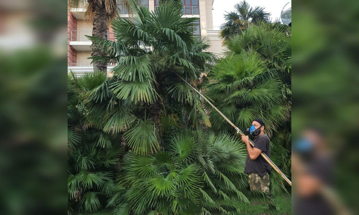 В Сочи начали опрыскивать пальмы от вредителей