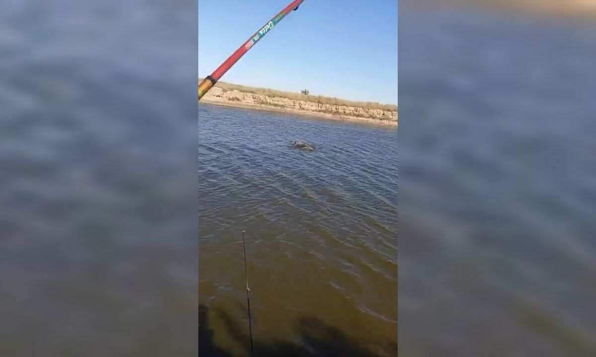 Заплывший в Азовский лиман дельфин запутался в леске от удочки пьяного рыбака