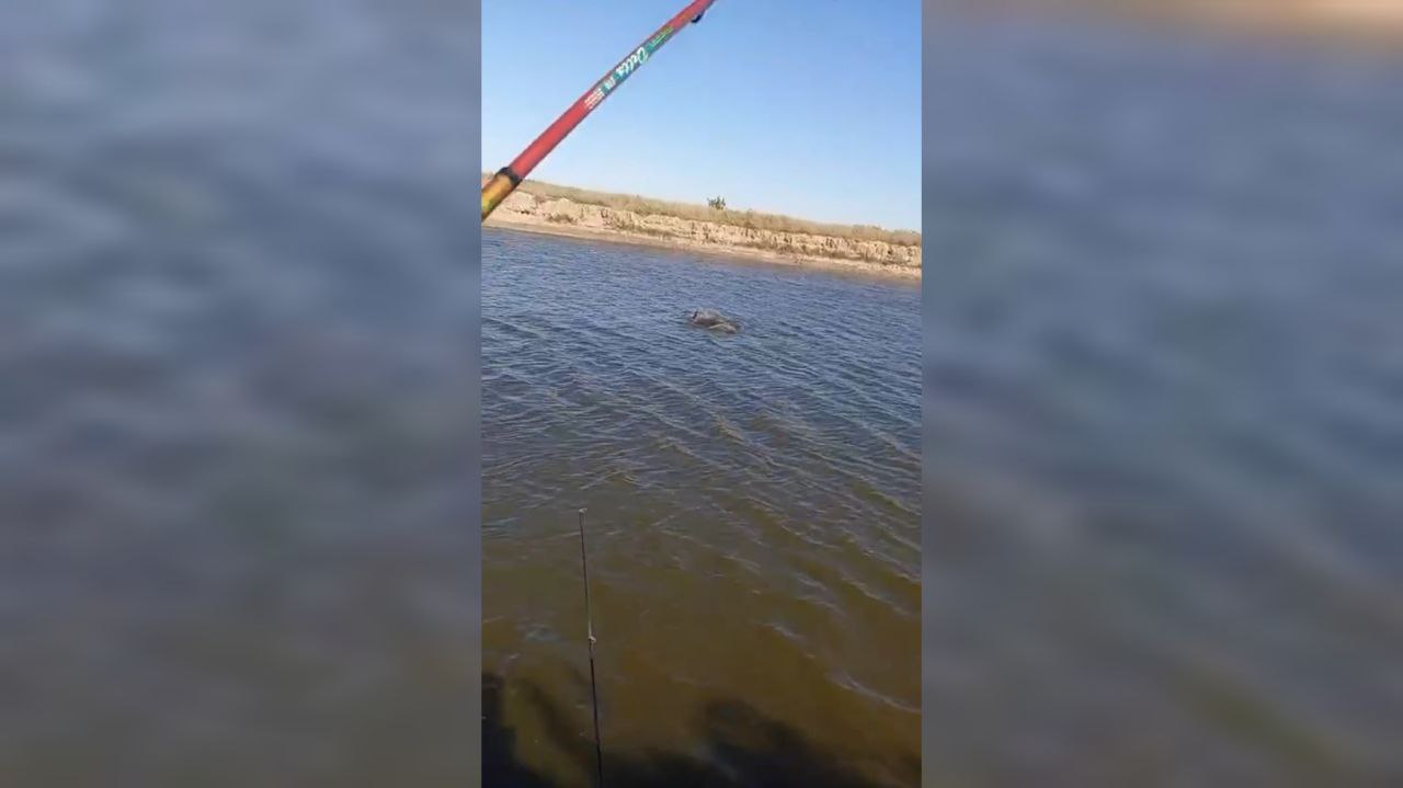 Заплывший в Азовский лиман дельфин запутался в леске от удочки пьяного рыбака