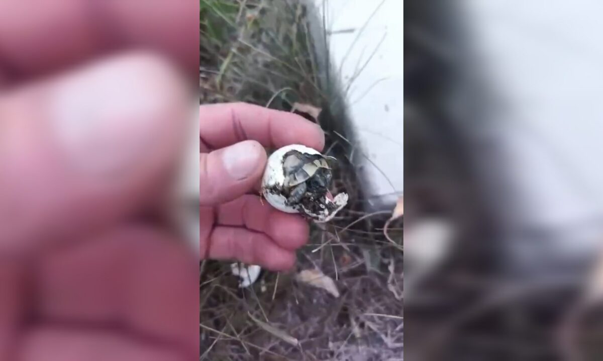 В Геленджике засняли вылупление редкой сухопутной черепахи Никольского