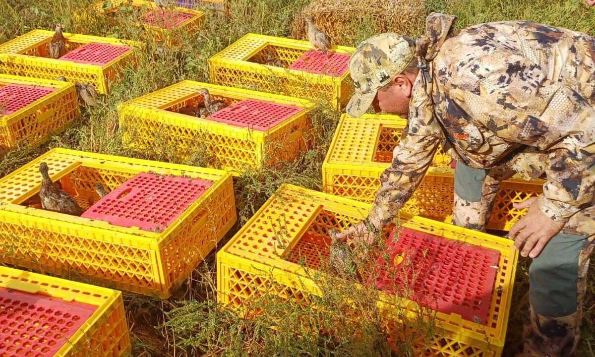 В Темрюкском районе в дикую природу выпустили 500 фазанов