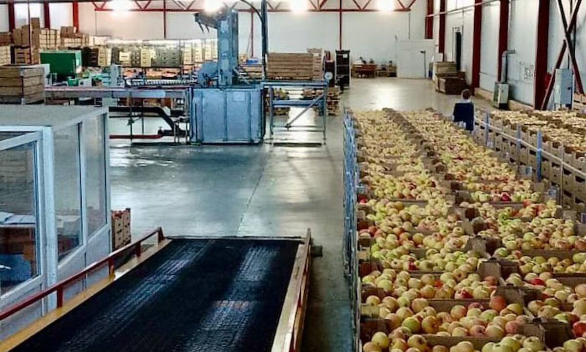 Садовое хозяйство на Кубани ускорило сортировку яблок благодаря нацпроекту