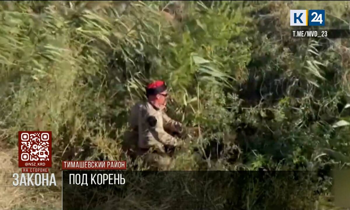 В Тимашевском районе уничтожили более тысячи кустов конопли