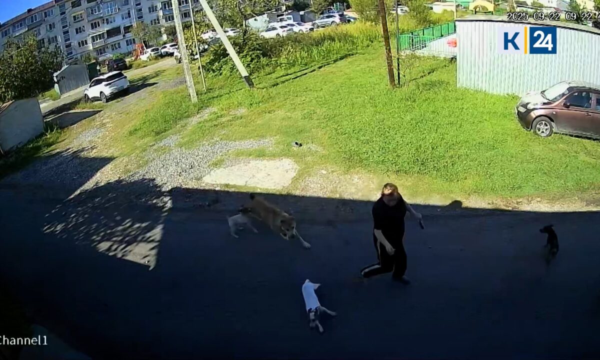Агрессивный бродячий алабай нападает на людей с собаками в Сочи
