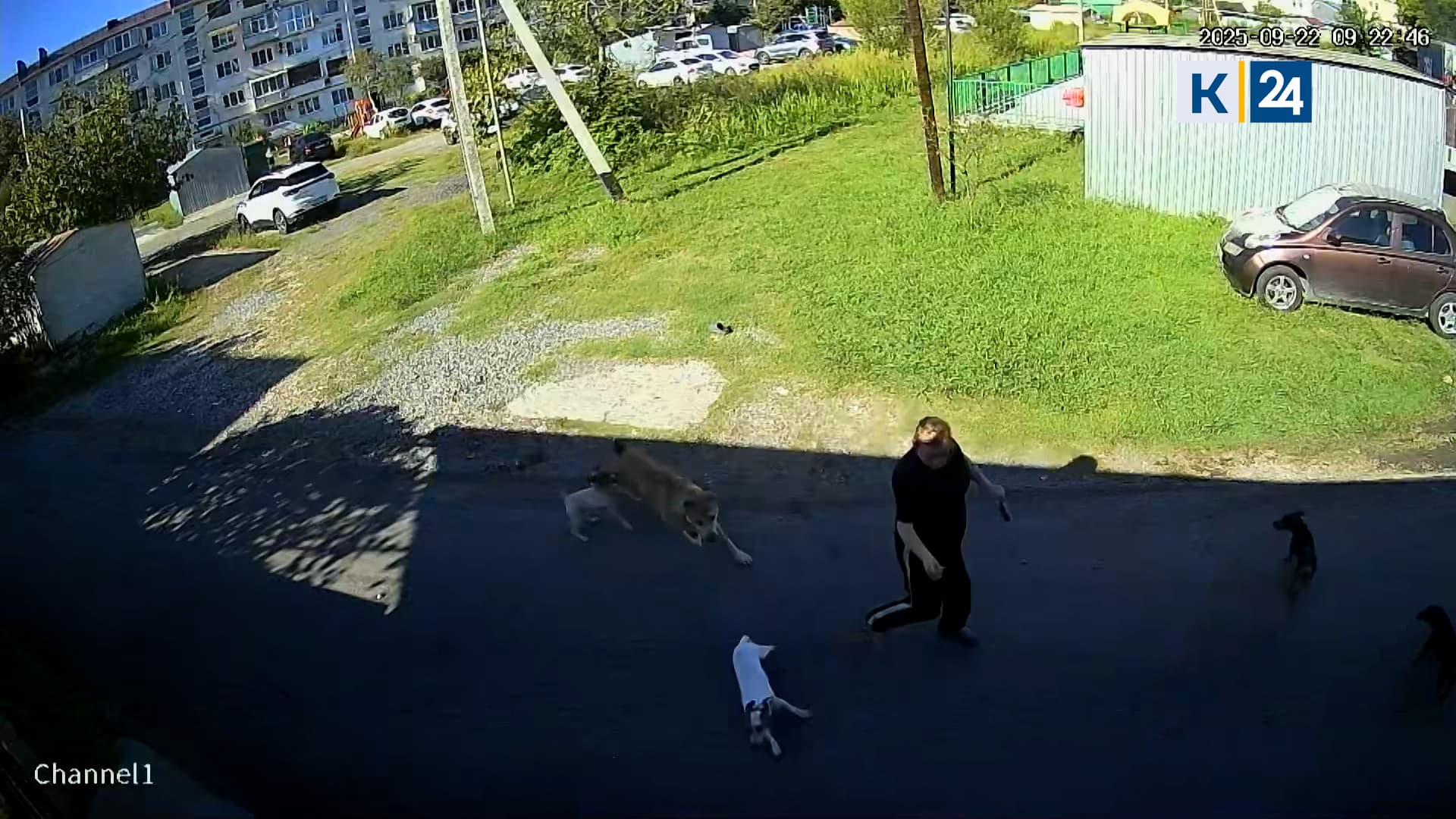 Агрессивный бродячий алабай нападает на людей с собаками в Сочи
