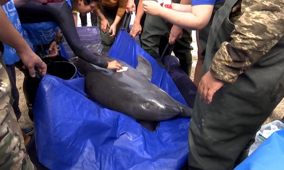 Заплывшего в реку Бейсуг краснокнижного дельфина спасли на Кубани | Факты