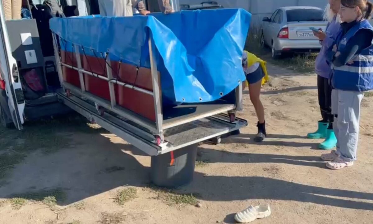 Специалисты центра «Дельфа» собираются выловить дельфина из Азовского лимана