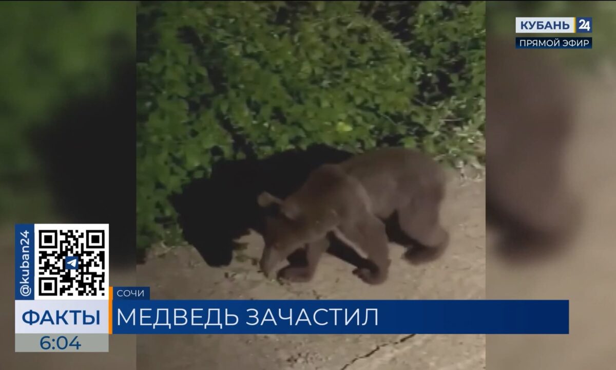 В Красной Поляне медведь пробрался в дом и тщательно исследовал кухню