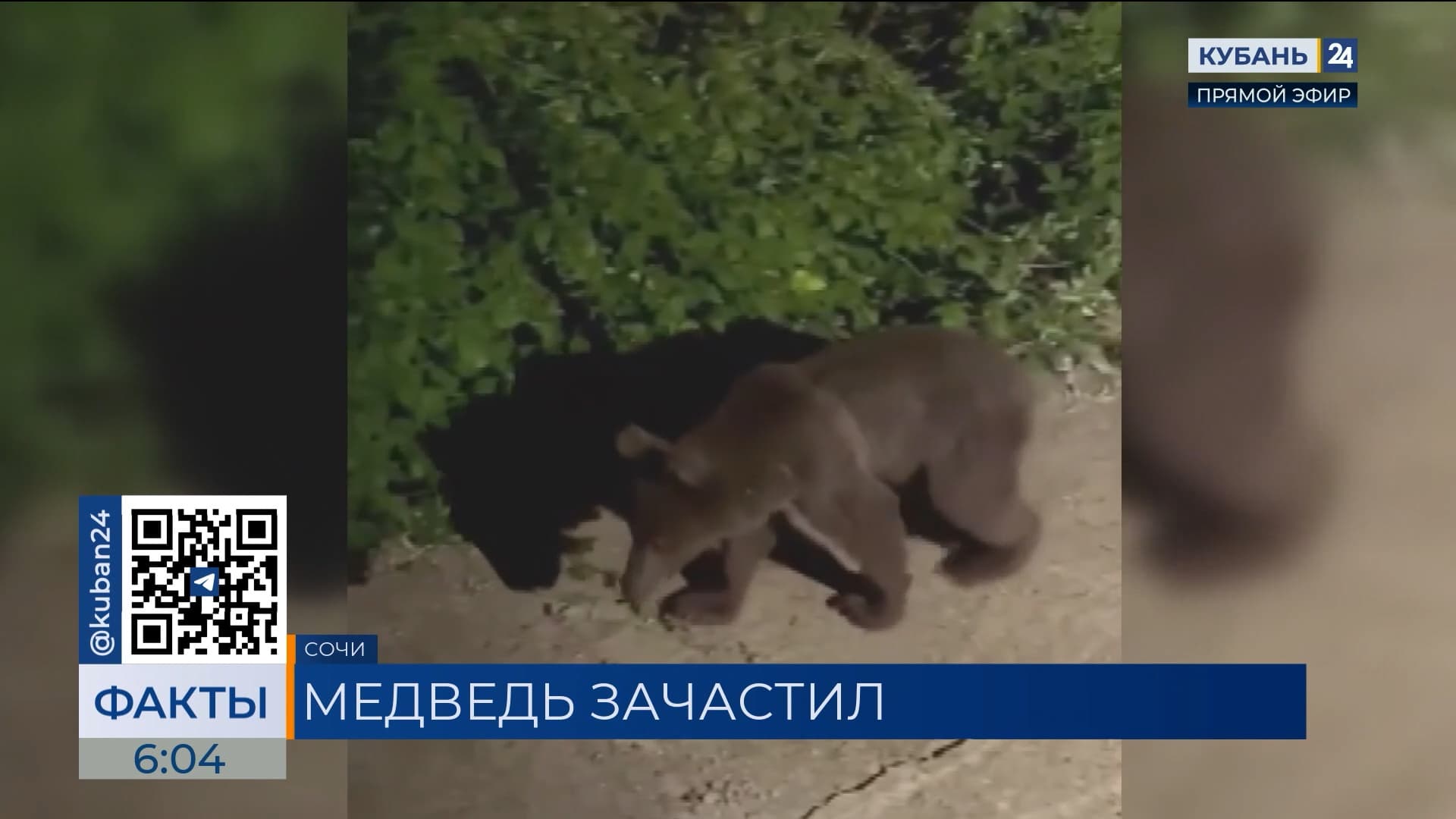 В Красной Поляне медведь пробрался в дом и тщательно исследовал кухню