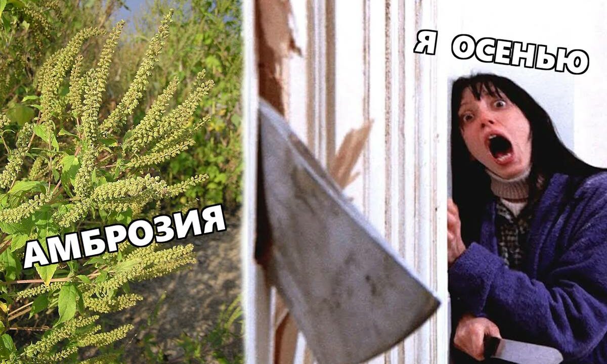 Какие аллергены вызывают насморк осенью и как с этим бороться?