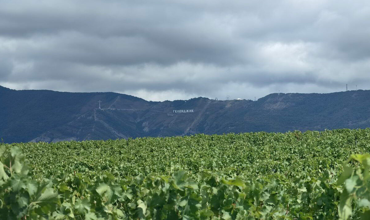 Винодельня РПЦ планирует развивать винный туризм в Геленджике