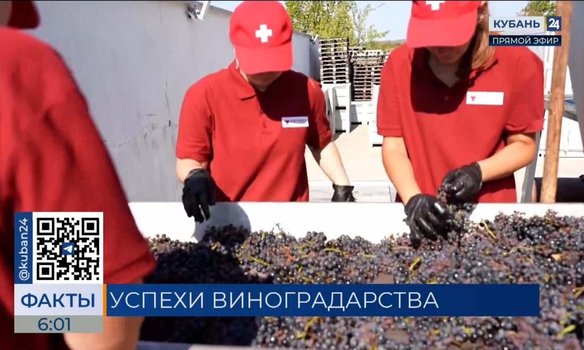 На юге России собрали более 100 тыс. тонн винограда