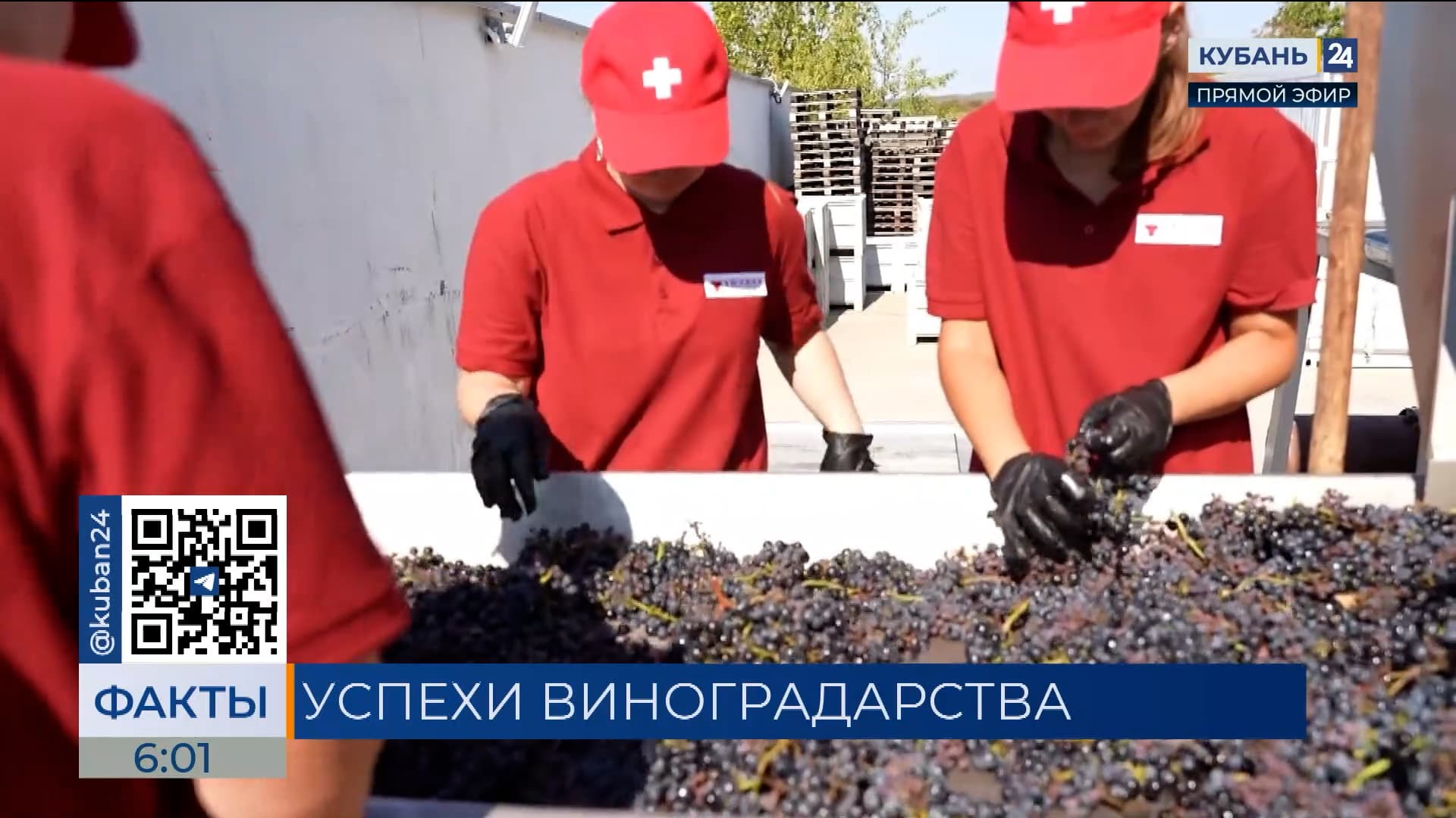 На юге России собрали более 100 тыс. тонн винограда