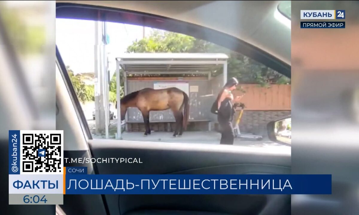 В Сочи заметили лошадь, «ожидавшую» маршрутку на остановке