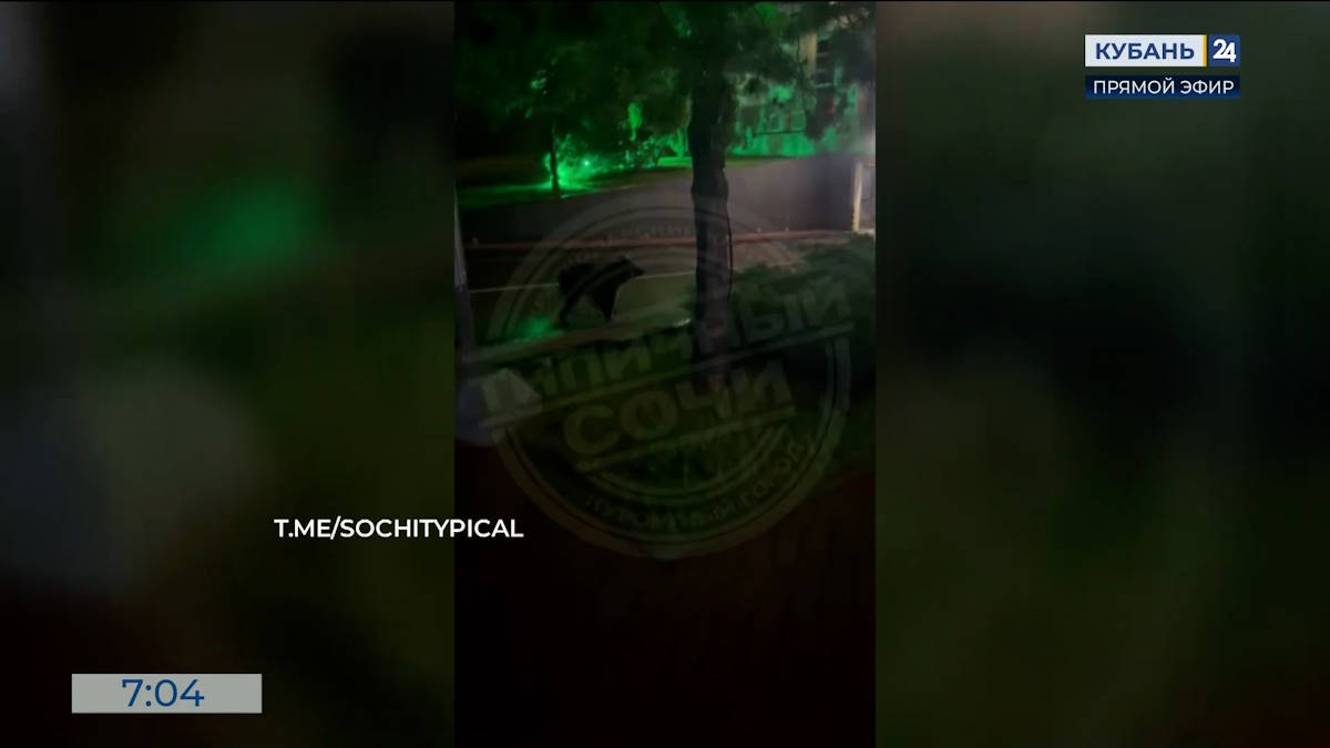 В Сочи в объектив видеокамеры попал медведь, изучавший парковочные автоматы