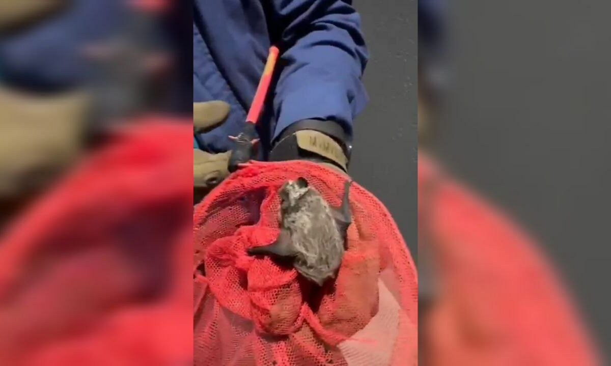 В Новороссийске спасатели поймали летучую мышь, случайно залетевшую в квартиру