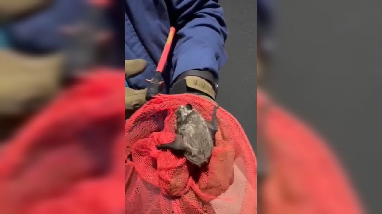 В Новороссийске спасатели поймали летучую мышь, случайно залетевшую в квартиру
