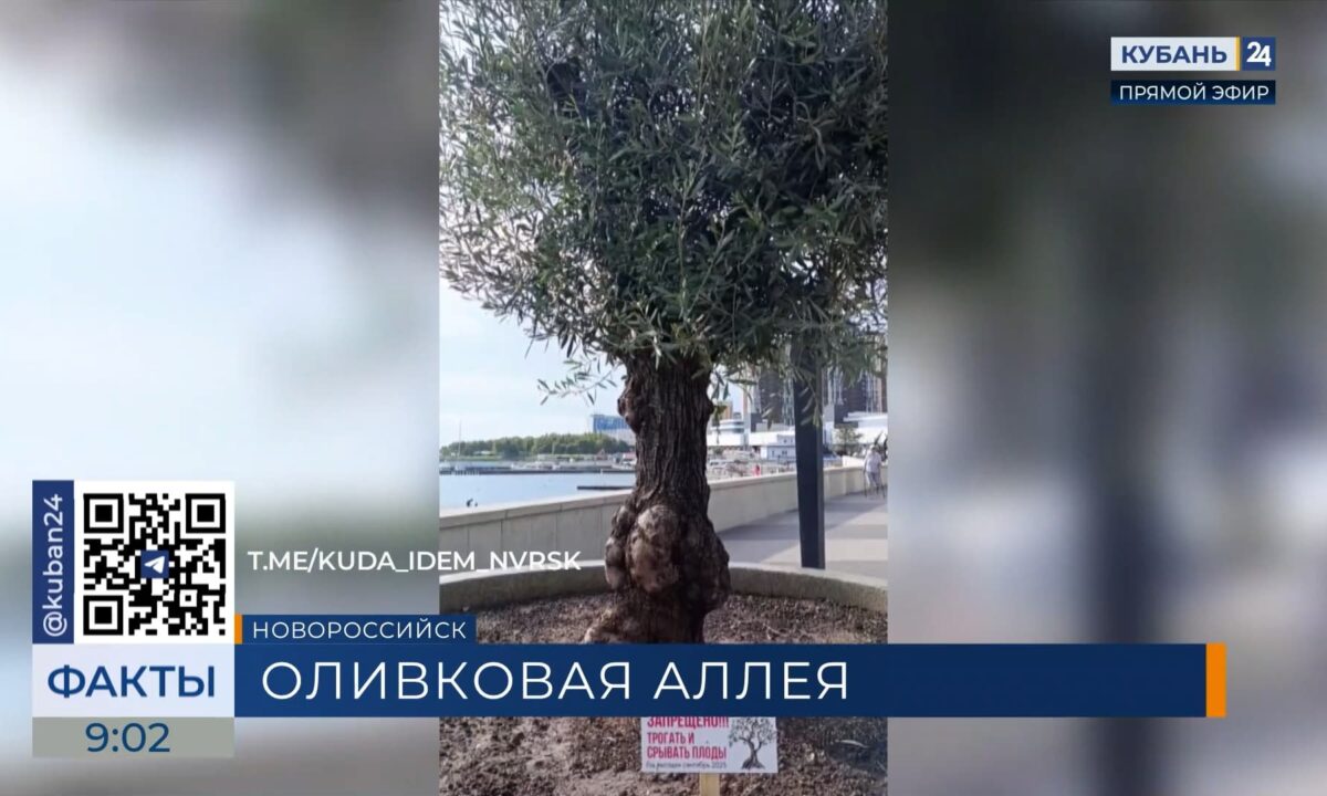 В Новороссийске появилась оливковая аллея