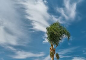 Дождь, сильный ветер и до + 14 °С ожидаются в Краснодарском крае 22 февраля