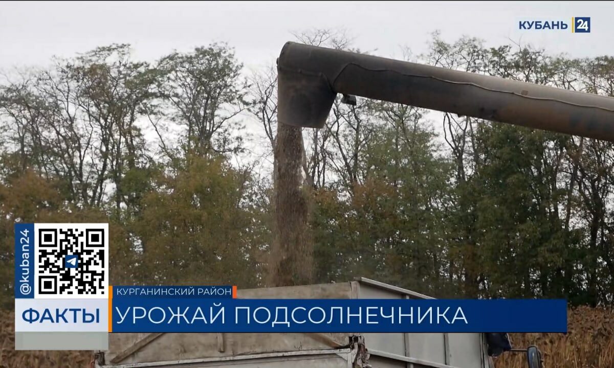 Более половины площадей подсолнечника убрали в Краснодарском крае