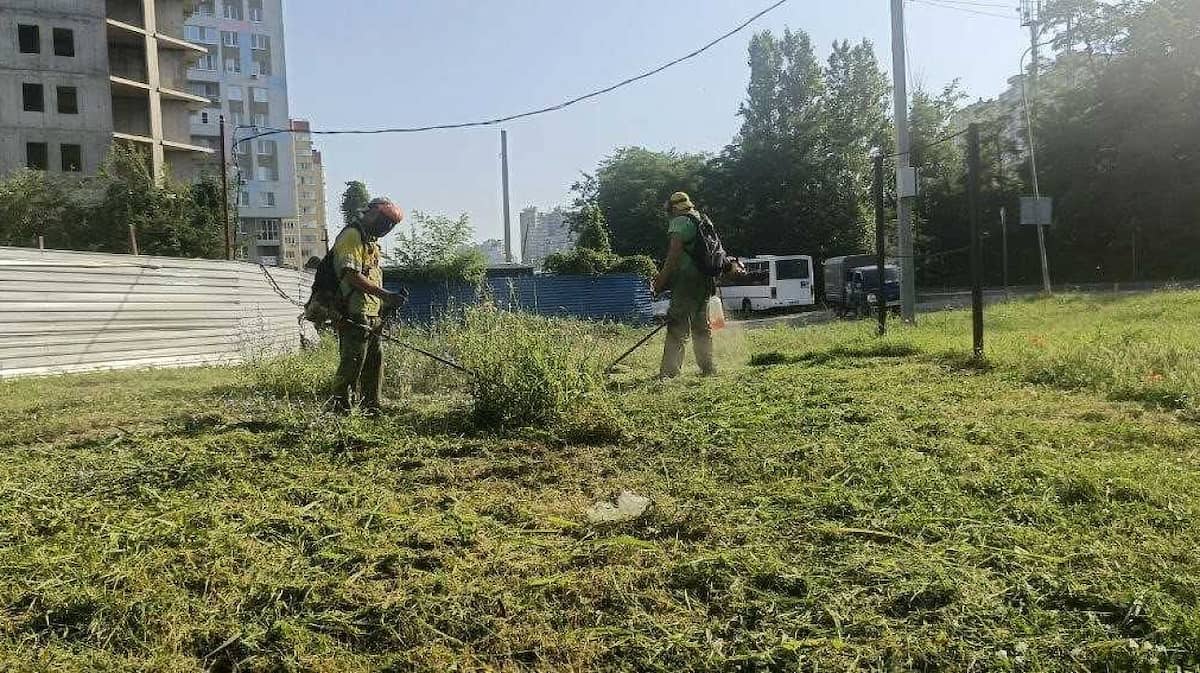 В Краснодаре уничтожили более 19 тыс. га амброзии и сорной растительности