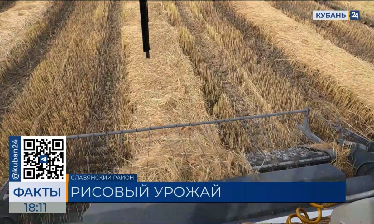 Урожай риса на площади 115 тыс. гектаров собирают в Краснодарском крае