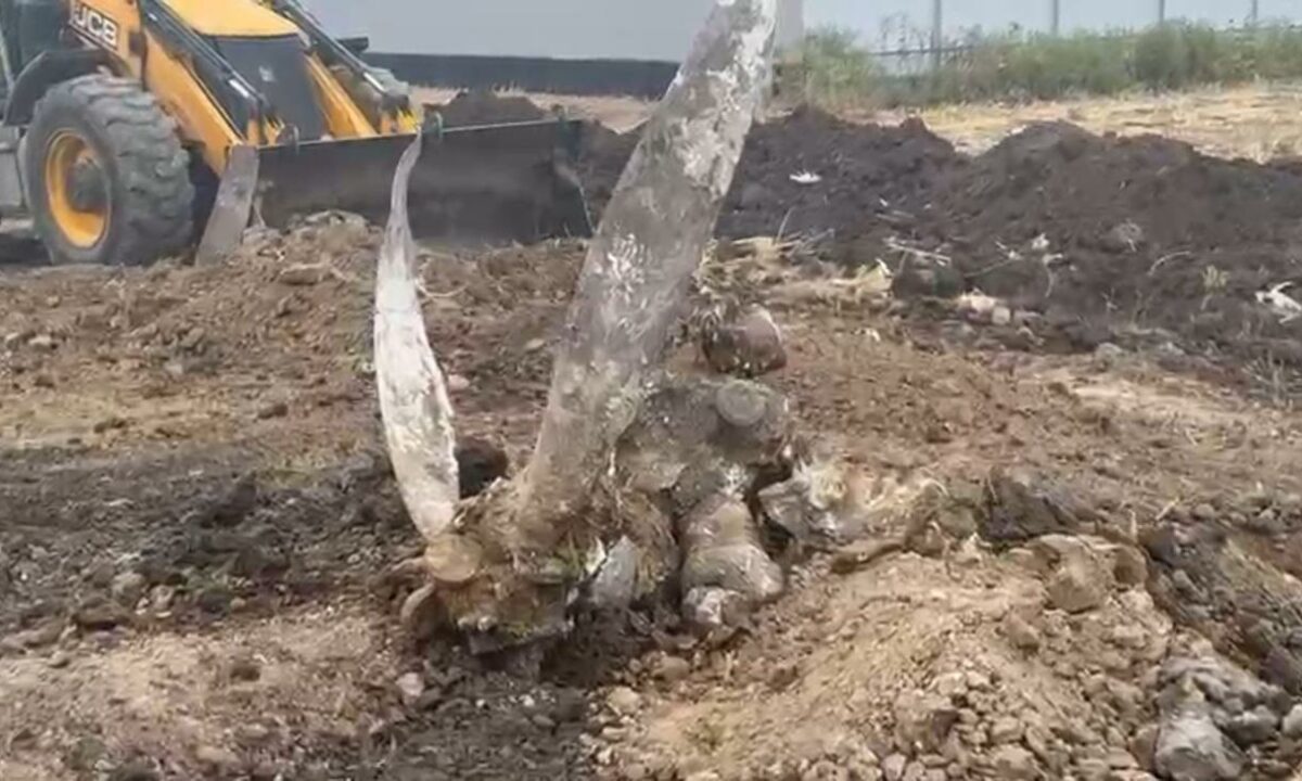 Фрагменты самолета времен войны обнаружили в поле в Динском районе