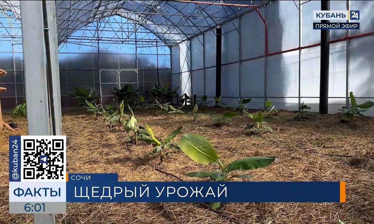В Сочи прошел первый в России агрофорум «День субтропического поля»