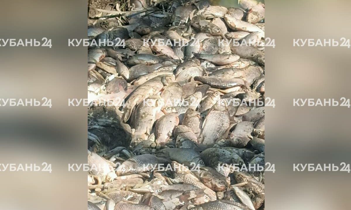 В Горячем Ключе начали проверку после гибели рыбы в осушенном озере