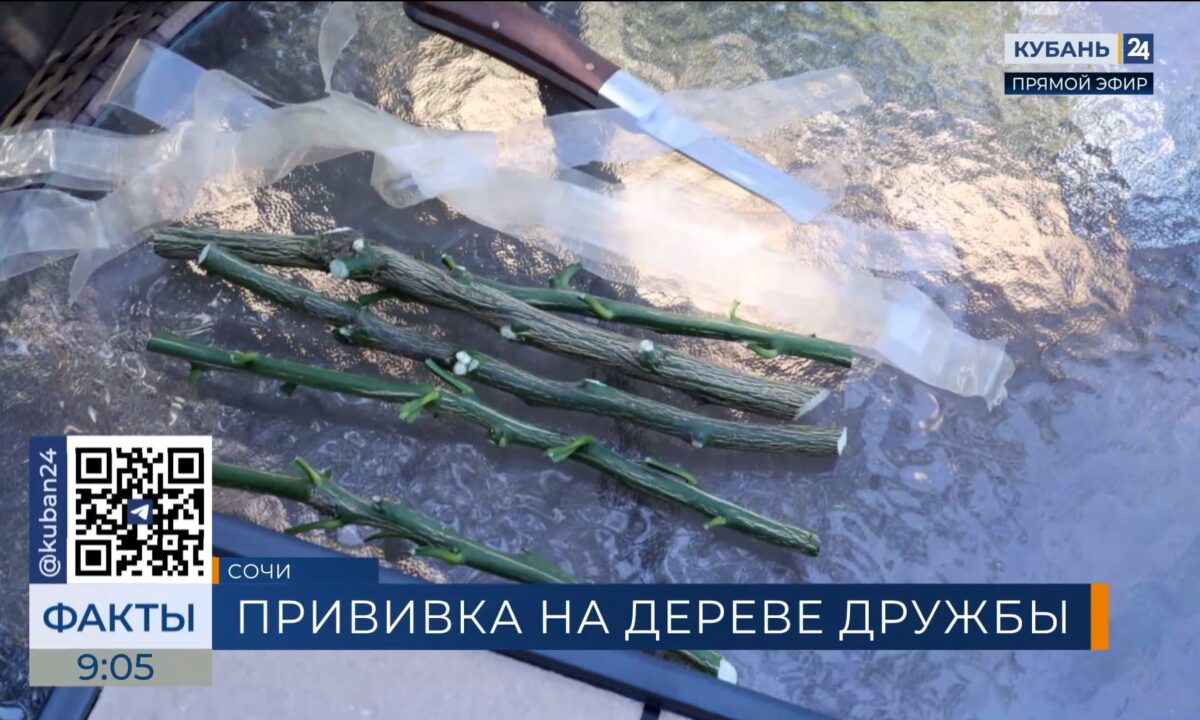 В Сочи заложили новую традицию — на Дереве РГО сделали первую прививку