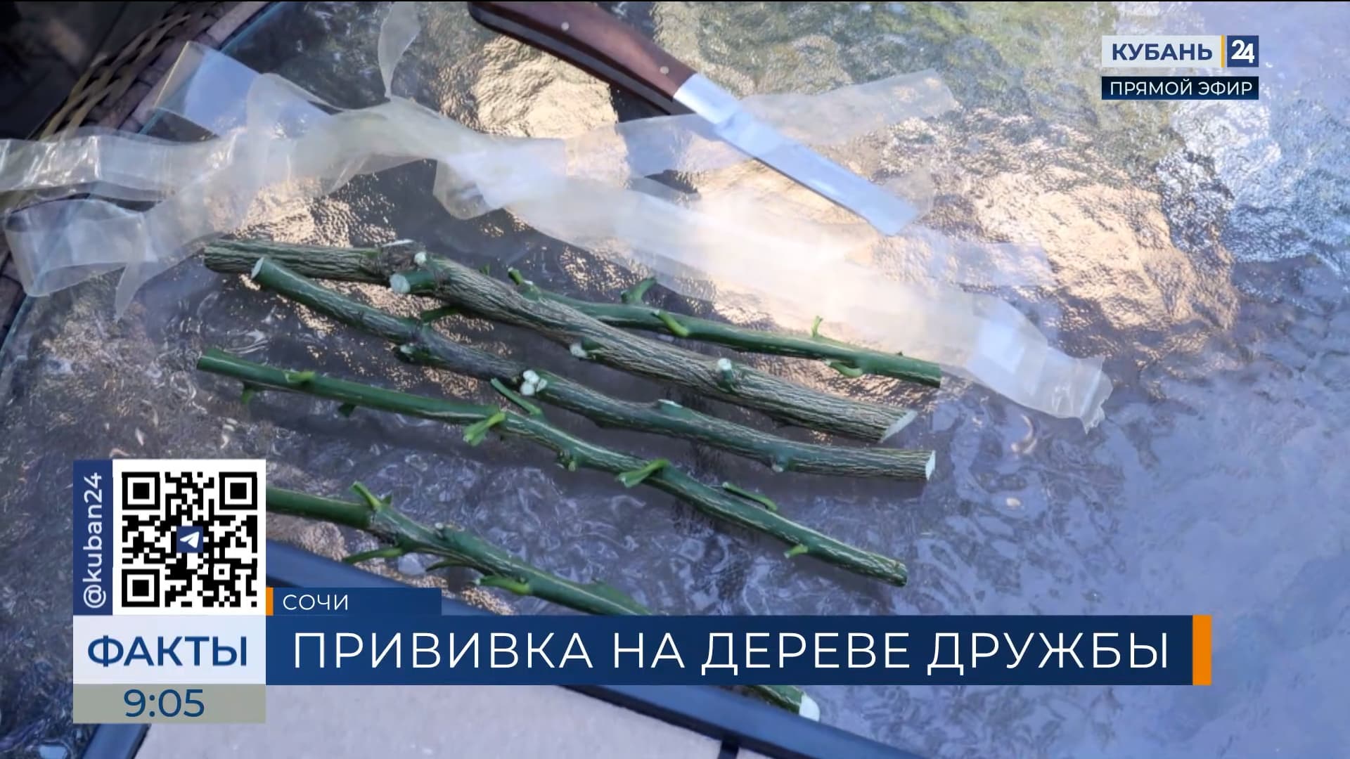 В Сочи заложили новую традицию — на Дереве РГО сделали первую прививку