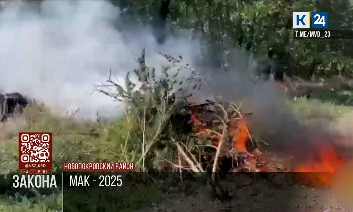 В Новопокровском районе уничтожили более 5 тыс. кустов конопли