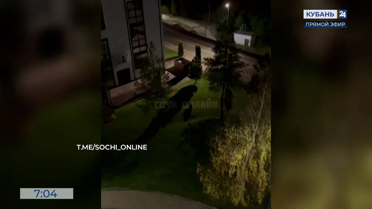 Медвежонок прогулялся по улицам в Олимпийской деревне в Сириусе