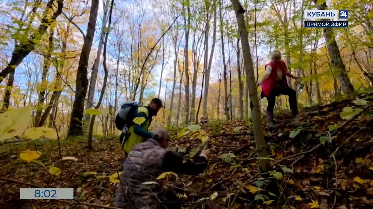 Сезон самого активного сбора грибов начался в Краснодарском крае