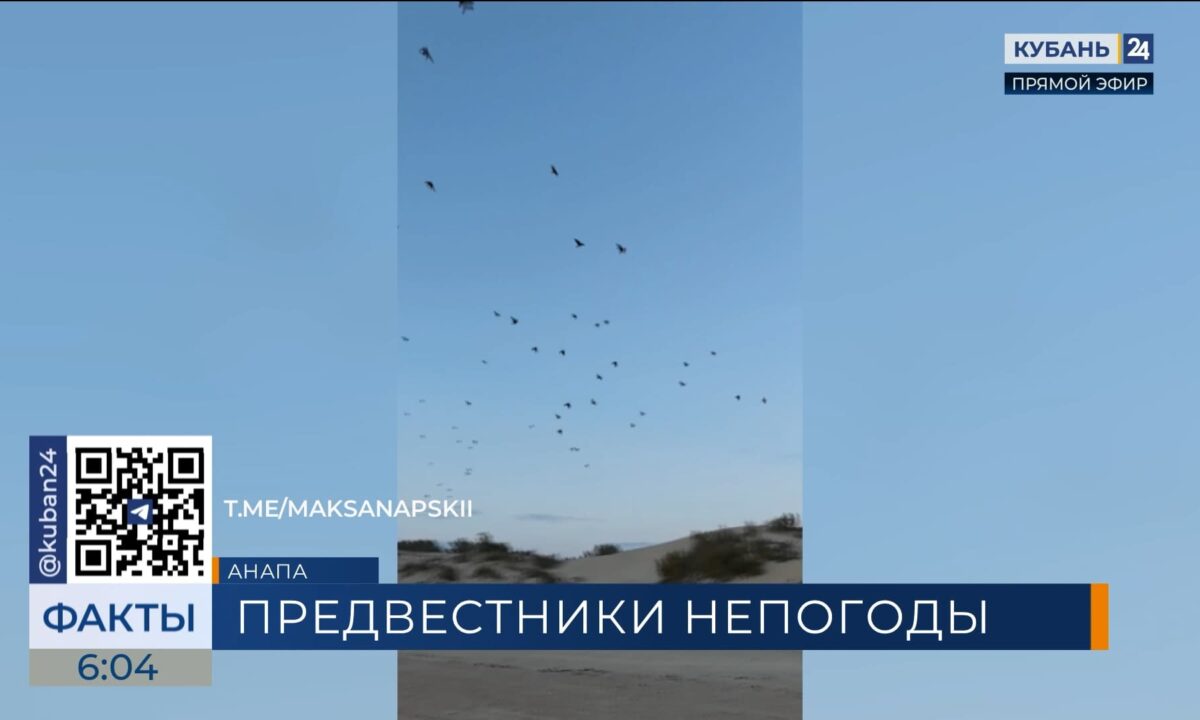 В Анапе стая ворон предсказала ухудшение погоды