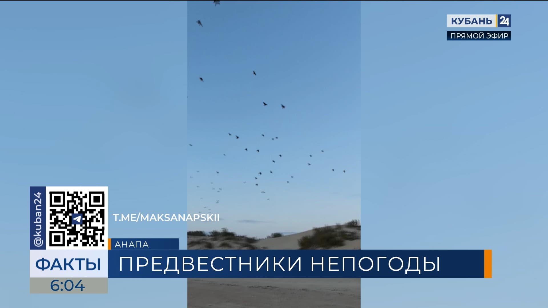 В Анапе стая ворон предсказала ухудшение погоды