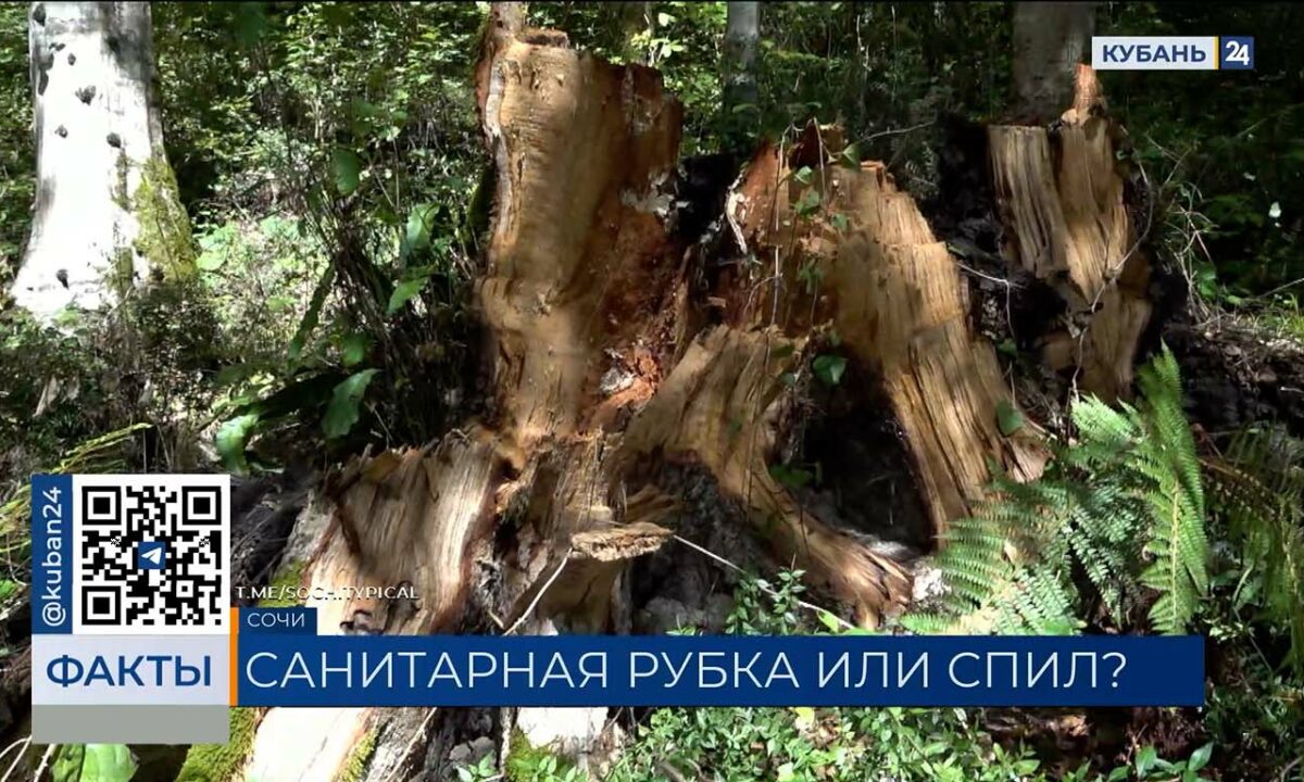 Посетители нацпарка Сочи пожаловались на варварскую вырубку деревьев