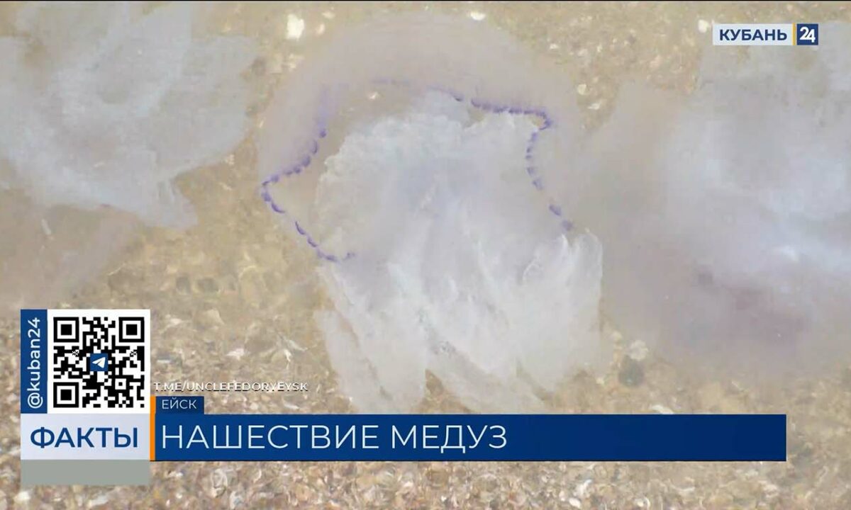 Массовое скопление медуз запечатлели у берегов Азовского моря